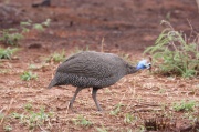 helmeted_guineafowl (1)